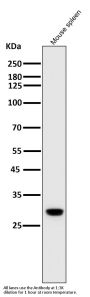 Anti-Heme Oxygenase 1 HMOX1 Rabbit Monoclonal Antibody