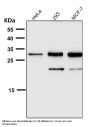 Anti-Heme Oxygenase 1 HMOX1 Rabbit Monoclonal Antibody
