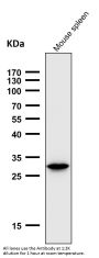 Anti-Heme Oxygenase 1 HMOX1 Rabbit Monoclonal Antibody