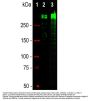 Anti-Human Ki-67 Monoclonal Antibody