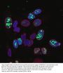 Anti-Human Ki-67 Monoclonal Antibody