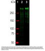 Anti-Human Ki67 Antibody