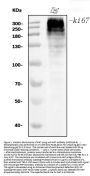 Anti-Ki67 Antibody Picoband® (monoclonal, 5C7)