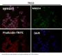 Anti-Ki67 MKI67 Rabbit Monoclonal Antibody