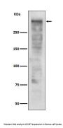 Anti-Ki67 MKI67 Rabbit Monoclonal Antibody