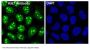Anti-Ki67 MKI67 Rabbit Monoclonal Antibody