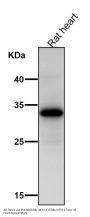 Anti-UCP1+UCP3 Rabbit Monoclonal Antibody