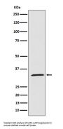 Anti-UCP1+UCP3 Rabbit Monoclonal Antibody