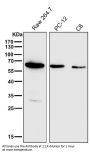 Anti-HDAC1 Rabbit Monoclonal Antibody