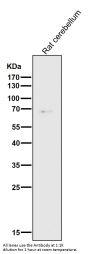 Anti-HDAC1 Rabbit Monoclonal Antibody
