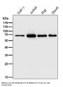 Anti-HDAC1 Rabbit Monoclonal Antibody