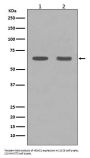 Anti-HDAC1 Rabbit Monoclonal Antibody