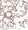 Anti-NAK/TBK1 (N-term) Rabbit Monoclonal Antibody