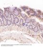 Anti-NAK/TBK1 (N-term) Rabbit Monoclonal Antibody