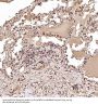 Anti-NAK/TBK1 (N-term) Rabbit Monoclonal Antibody
