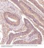 Anti-NAK/TBK1 (N-term) Rabbit Monoclonal Antibody