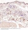 Anti-NAK/TBK1 (N-term) Rabbit Monoclonal Antibody