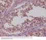 Anti-NAK/TBK1 (N-term) Rabbit Monoclonal Antibody