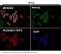 Anti-NAK/TBK1 (N-term) Rabbit Monoclonal Antibody