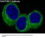 Anti-NAK/TBK1 (N-term) Rabbit Monoclonal Antibody