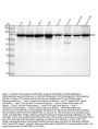 Anti-NAK/TBK1 (N-term) Rabbit Monoclonal Antibody