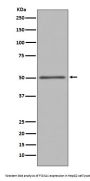 Anti-FOXA1/Hnf 3 Alpha Rabbit Monoclonal Antibody
