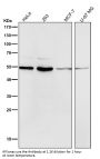 Anti-MiTF Rabbit Monoclonal Antibody