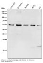 Anti-MiTF Rabbit Monoclonal Antibody