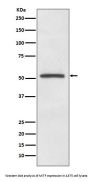 Anti-MiTF Rabbit Monoclonal Antibody