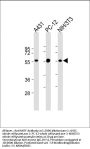 Anti-MITF Antibody