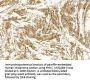 Anti-MITF Antibody