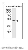 Anti-PAX6 (Stem Cell Marker) Monoclonal Antibody