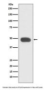 Anti-PAX6 Rabbit Monoclonal Antibody