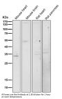 Anti-PAX6 Rabbit Monoclonal Antibody