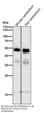 Anti-PAX6 Rabbit Monoclonal Antibody