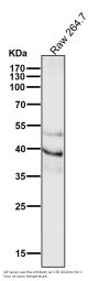 Anti-PAX6 Rabbit Monoclonal Antibody