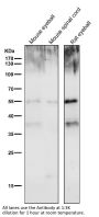 Anti-PAX6 Rabbit Monoclonal Antibody