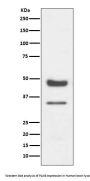 Anti-PAX6 Rabbit Monoclonal Antibody