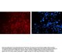 Anti-PAX6 Monoclonal Antibody