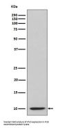 Anti-IP10 CXCL10 Rabbit Monoclonal Antibody