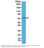 Anti-NFkB p65 RELA Rabbit Monoclonal Antibody, Clone#RM273