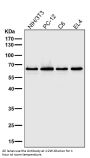 Anti-NF-Kappa B p65 RELA Rabbit Monoclonal Antibody