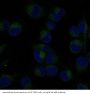 Anti-NF-Kappa B p65 RELA Rabbit Monoclonal Antibody