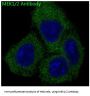 Anti-MEK1/2 MAP2K1 Rabbit Monoclonal Antibody
