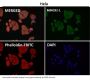 Anti-MEK1/2 MAP2K1 Rabbit Monoclonal Antibody