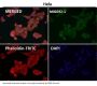 Anti-MEK1/2 MAP2K1 Rabbit Monoclonal Antibody