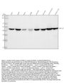 Anti-MEK1/2 MAP2K1 Rabbit Monoclonal Antibody