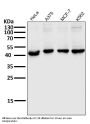 Anti-MEK1 MAP2K1 Rabbit Monoclonal Antibody