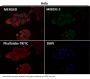 Anti-MEK1 MAP2K1 Rabbit Monoclonal Antibody