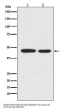 Anti-MEK1 MAP2K1 Rabbit Monoclonal Antibody